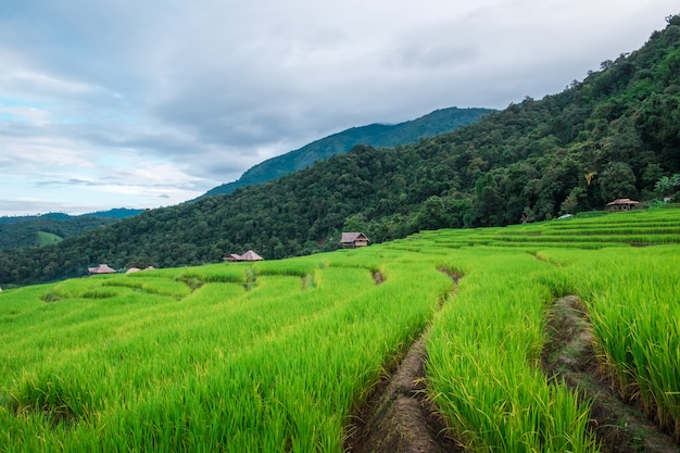 Ban Pa Bong Piang rice terrace