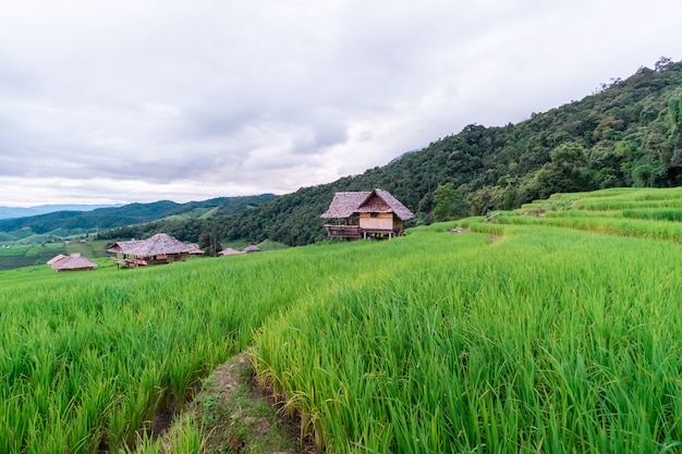 Foto ban pa bong piang rijstterras