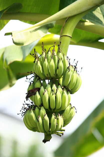 Banaan aan de bananenboom in de tuin