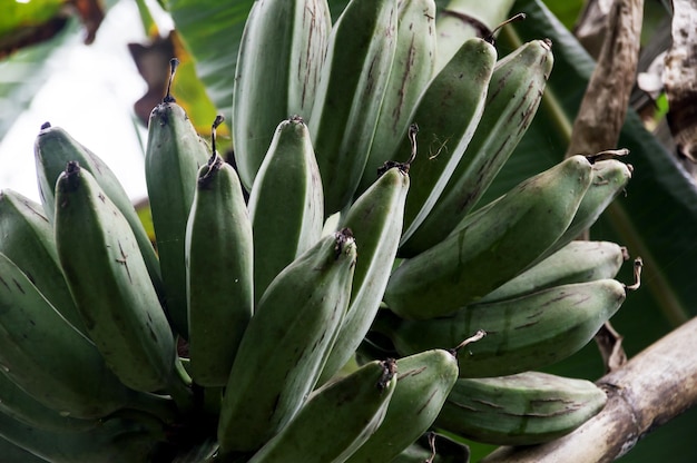 Banaan bekend als brood of vijg nog groen