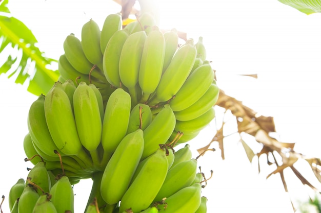 Banaan fruit tak. Groene bananen hangen aan een boom