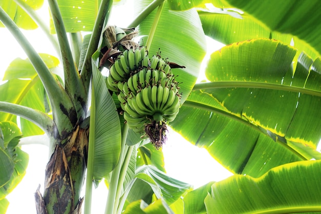 Banaan onbewerkt op boom.