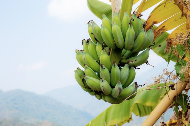 Banaan op boom bij hemel.