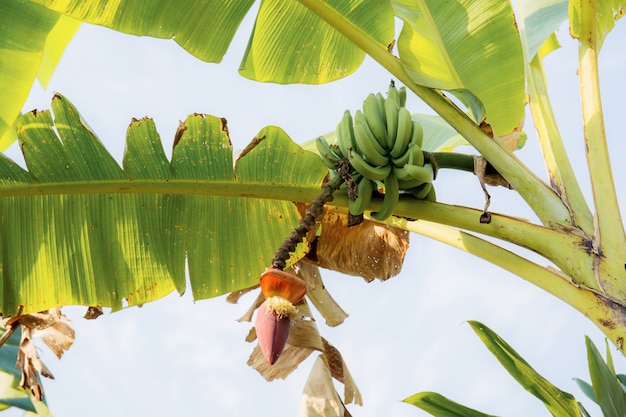 Banaan op boom bij hemel.