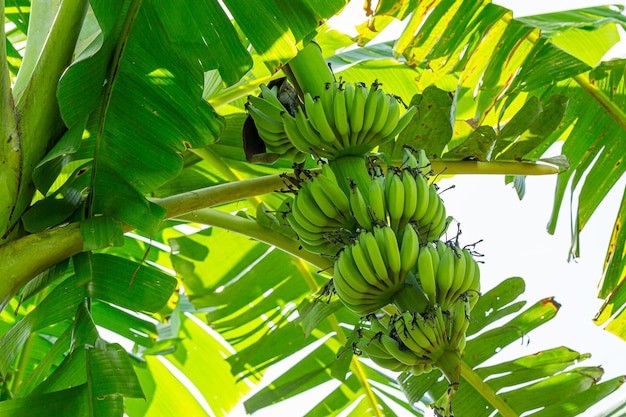 Banaan op boom, groene banaan op boom in de boomgaardtuin tropisch fruit