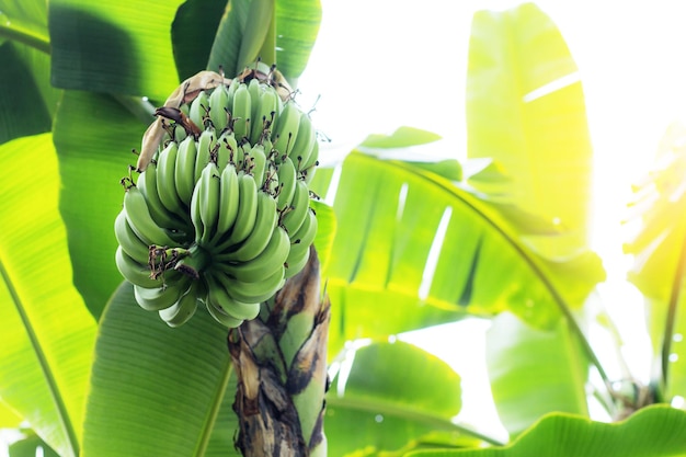 Banaan op boom in de lucht