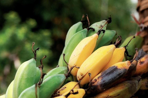 Banaan rijp en rot in boerderij met zonlicht