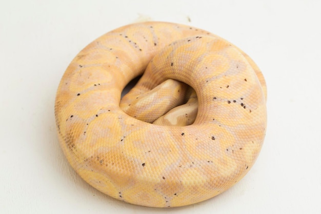 Banaan super pastel bal python regius geïsoleerd op witte achtergrond