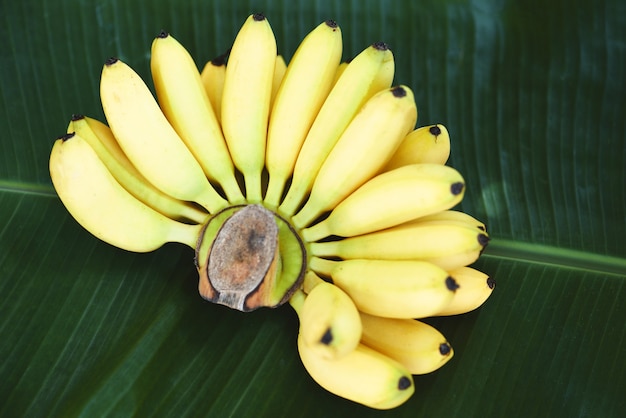 Banaan tropisch fruit op de achtergrond van het bananenblad, verse rijpe banaan