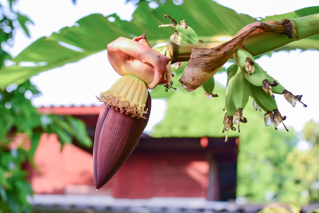 Banaanbloem op boom