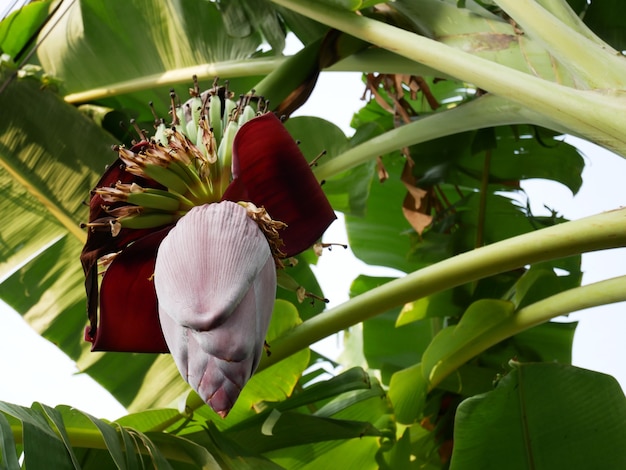 Banaanbloesem met banaanboom in tuin