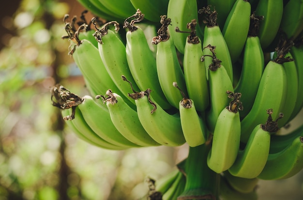 Banaanboom met een bos die in een tropisch regenwoud groeien één beroemd tropisch fruit in Th