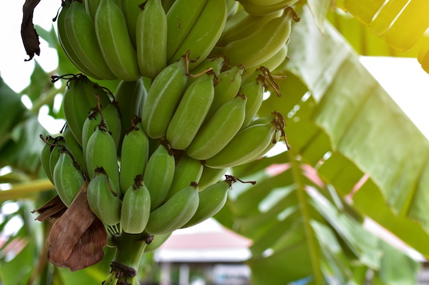 Banaanboom met een tros bananen met zonlicht