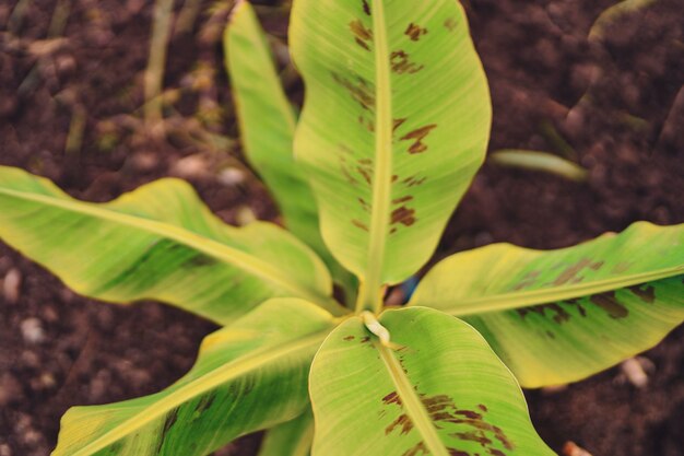 Banana Agriculture field in india.