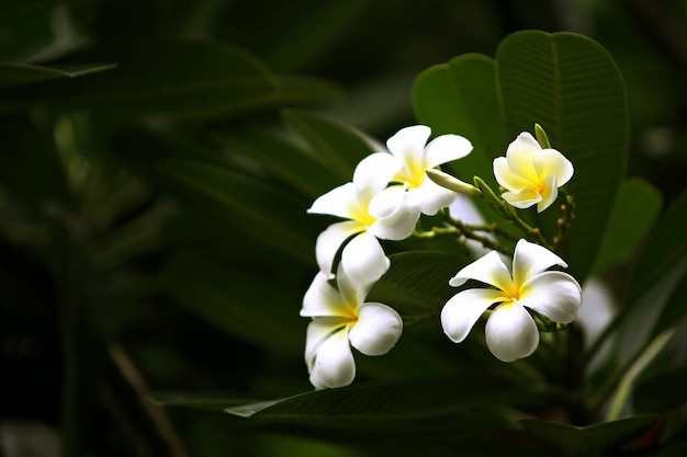 庭のバナナの木のバナナ