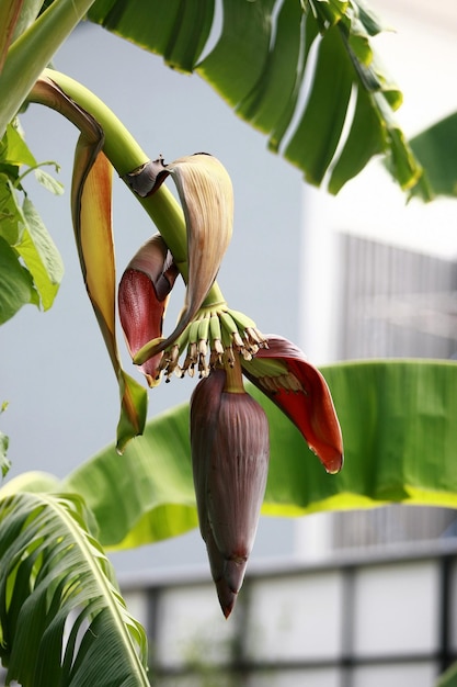 Banana on Banana Tree in the garden