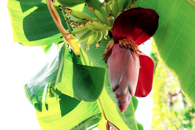 Banana of blooming at sunlight.