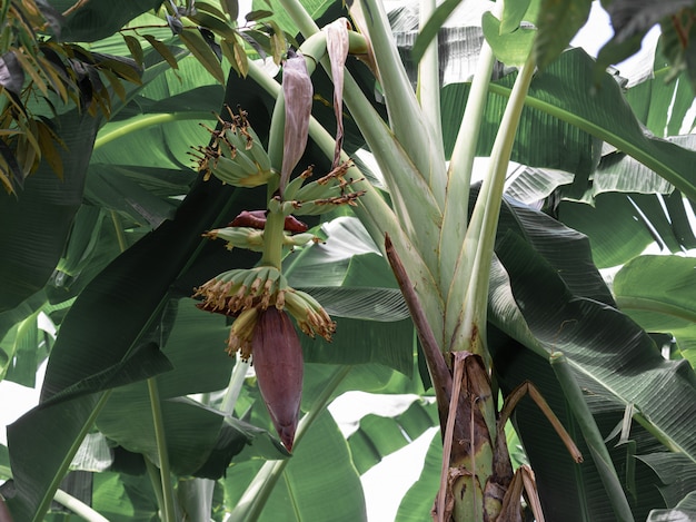 Banana blossom hang from banana tree in garden, high protein nutrition for vegan