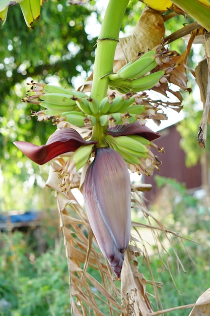 バナナの花