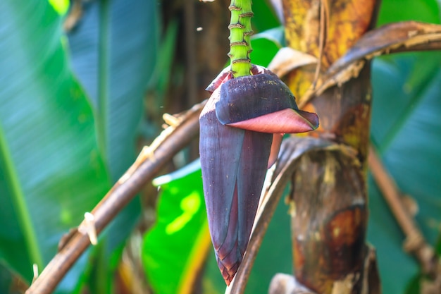 Banana blossom