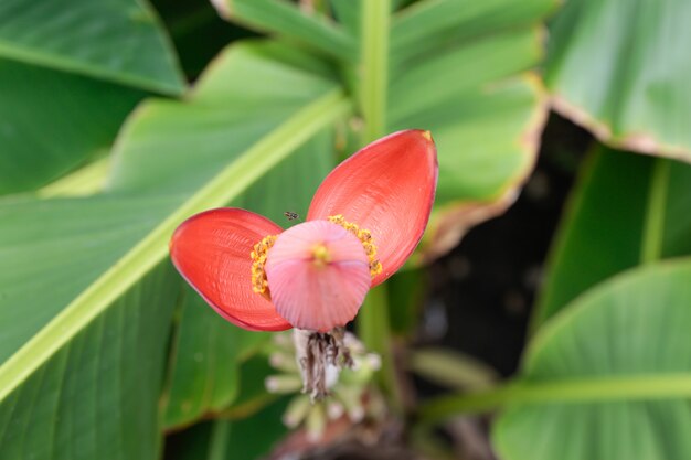 Banana Bud in the garden, pollen from banana blossom with green banana leaf background.