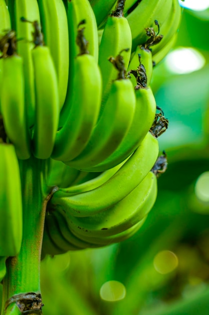 Фото Связка бананов на ветке дерева в сельском хозяйстве