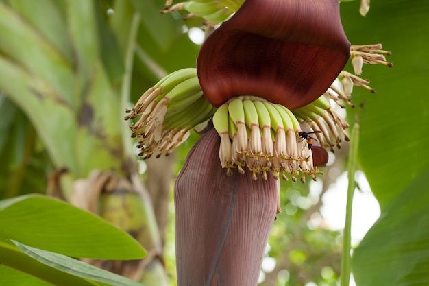 Banana bunch and wasp in Thailand.