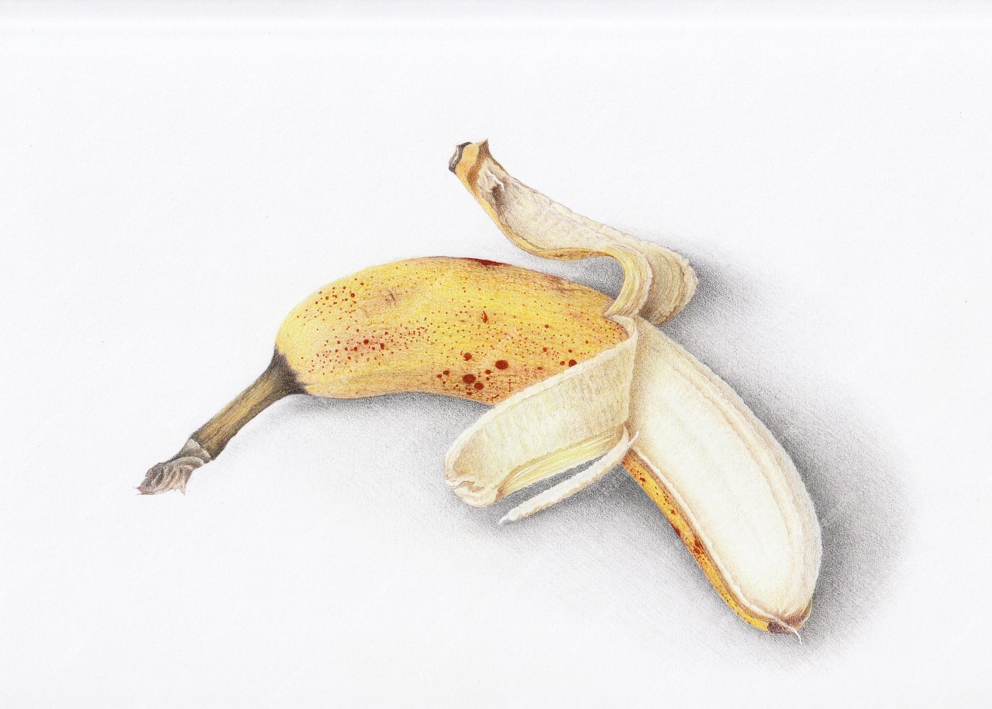 Banana  Colored Pencil Art