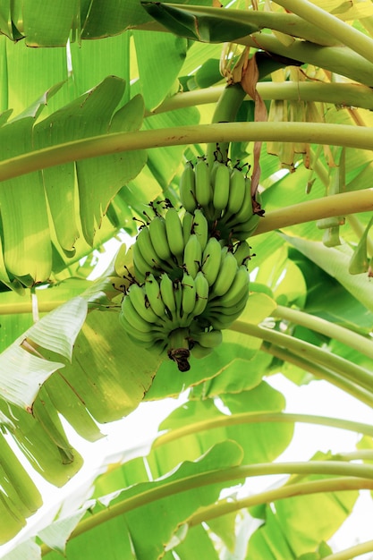 Photo banana in farm at sky