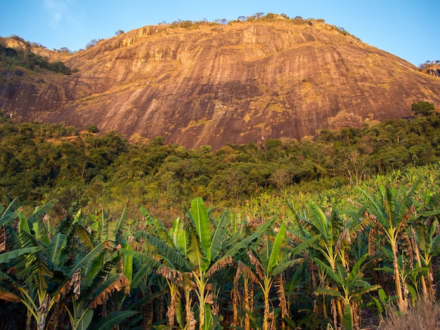 Banana che coltiva con la montagna in brasile