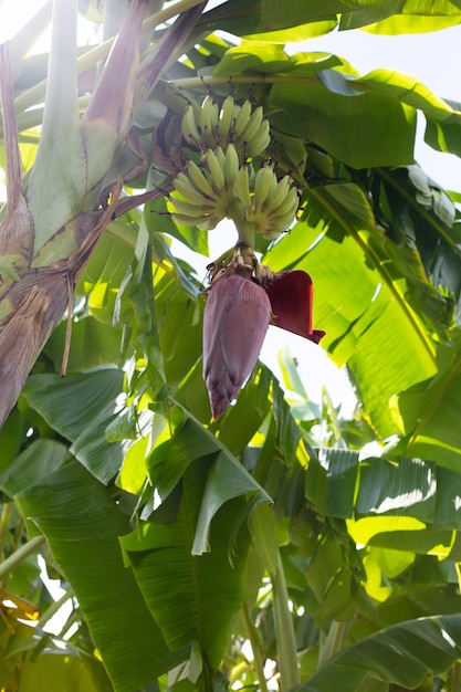 Banana flower on banana tree