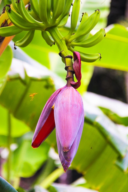 Banana flower and bunch on the palm