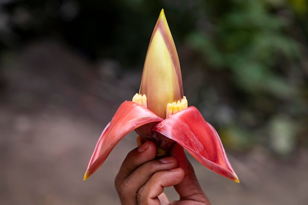 Banana flower in hand Bangladesh Scientific name Musa acuta