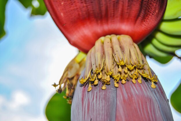 Banana flower