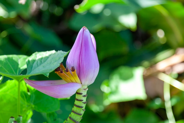 Banana flower