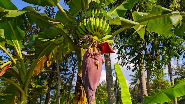 banana flower