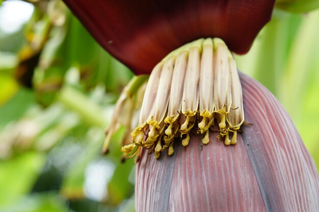 バナナの花は料理に使用できます