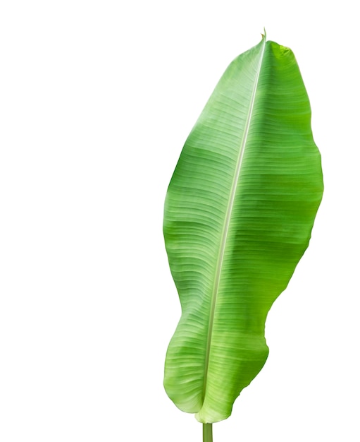 Banana foliage isolated on white