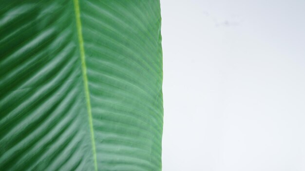 Banana green leaf closeup background use us space for text or image backdrop design