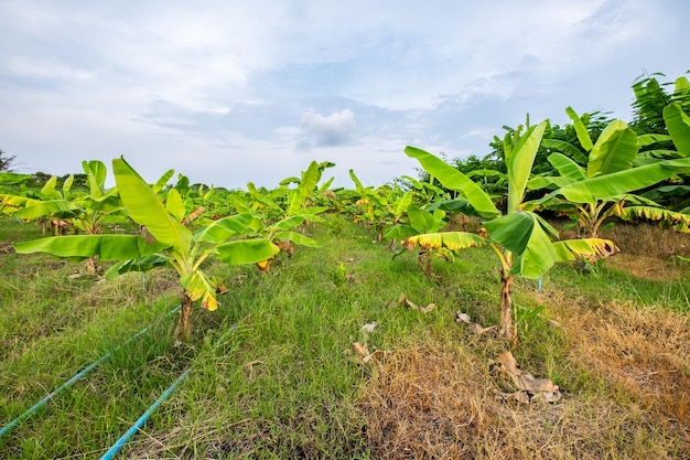 Banana grove in plantation