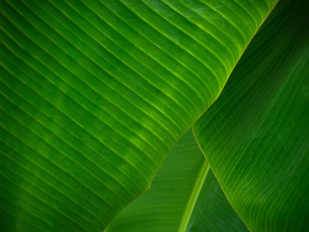 Photo banana leaf background abstract background natural background