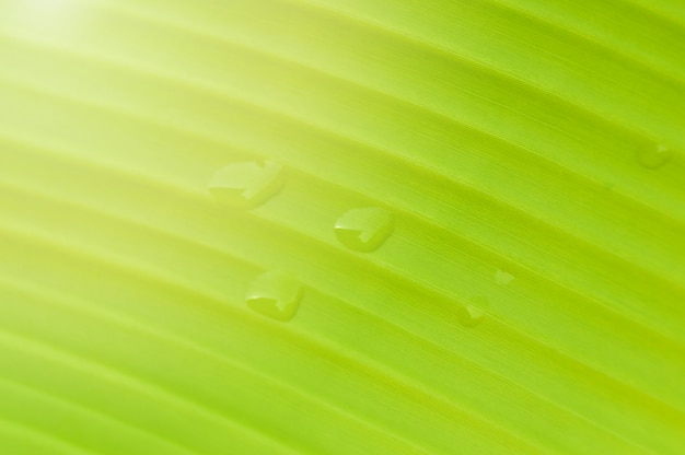 바나나 잎 배경 물방울과 녹색 잎 바나나의 클로즈업