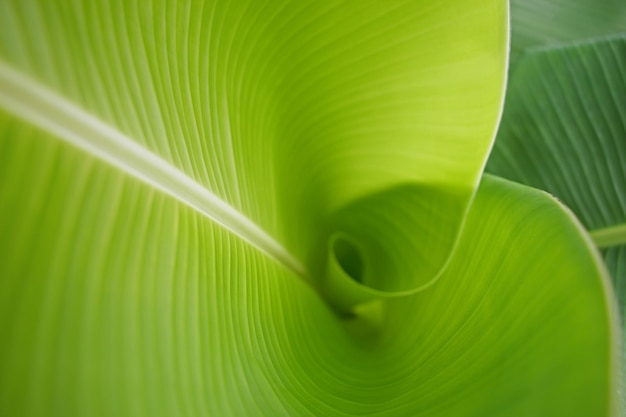 Banana leaf background in nature
