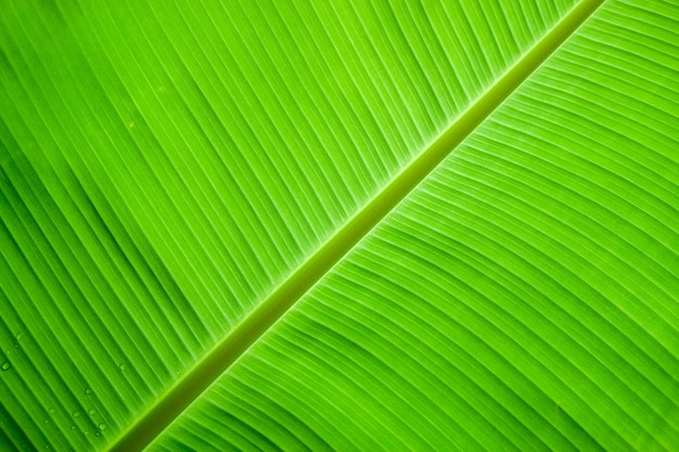 Banana leaf background with lines