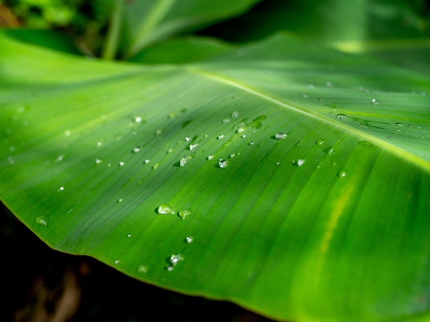 Banana leaf background