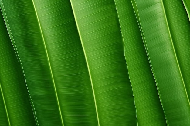 Photo banana leaf close detailed background