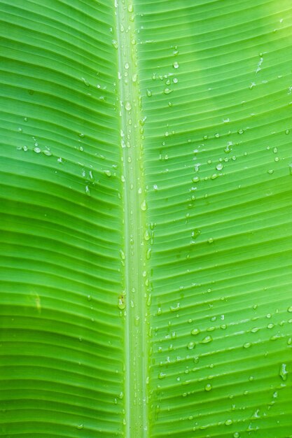 Banana leaf close up bright background with water drops