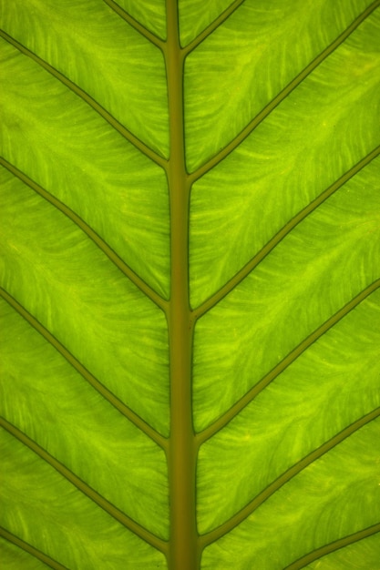 バナナの葉をクローズ アップ マクロ熱帯の葉
