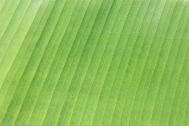 Photo banana leaf close up