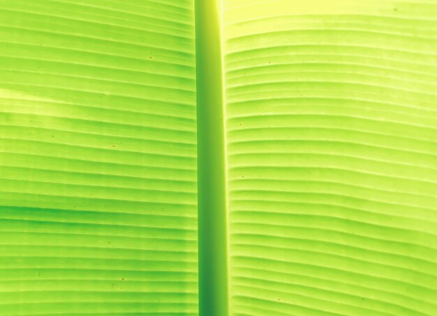 Photo banana leaf close up